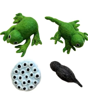 Felt Lifecycle of a Frog Set